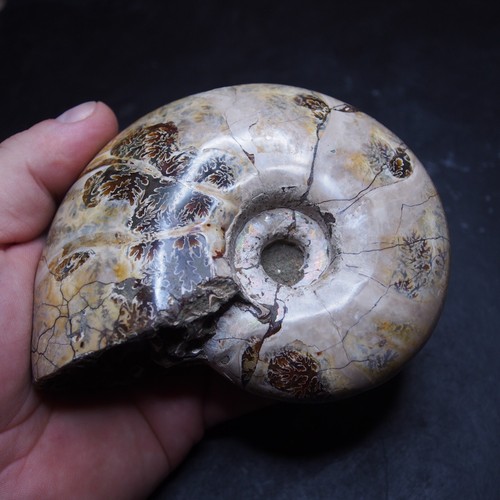 Ammonite Eotetragonites Polished Madagascar Fossil Cretaceous - Picture 2 of 10