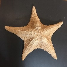 VTG Authentic Dried Giant Starfish Ocean Sea Star Natural Specimen 12” Nautical