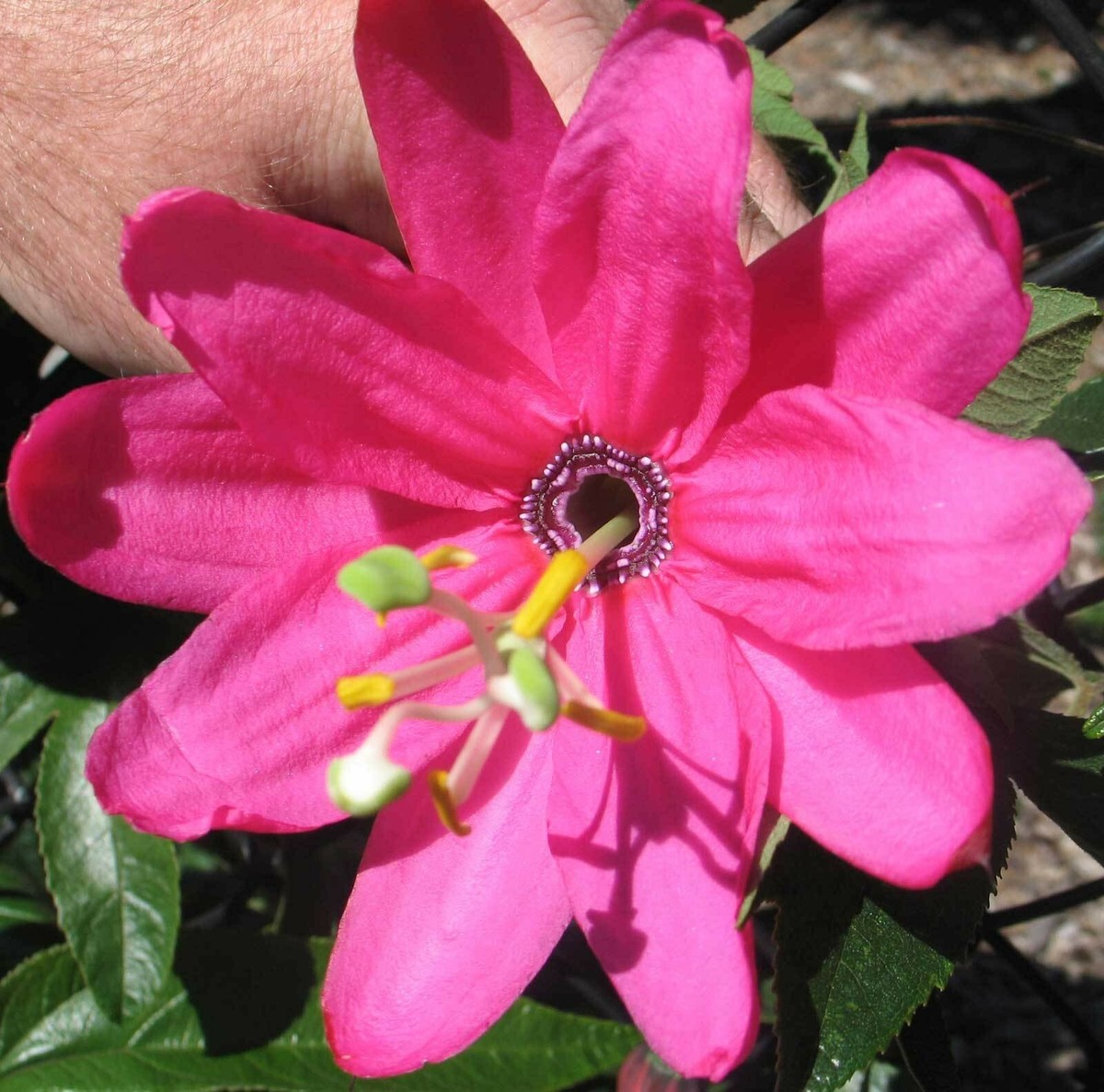 マリポーサ@★ Passiflora tripartita mollissima | Banana Poke Passion Flower