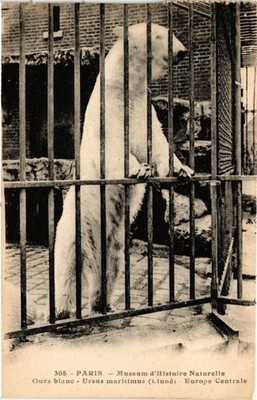 CPA Paris 5e - Museum d'Histoire Naturelle - Ours Blanc (324480)