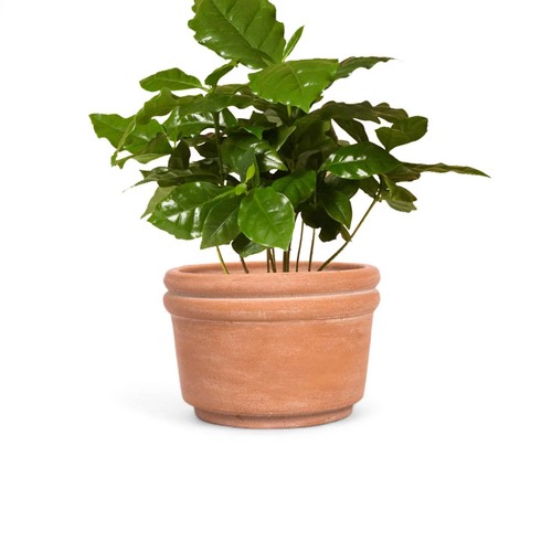 Felipe Large Terracotta Planter - Picture 3 of 6