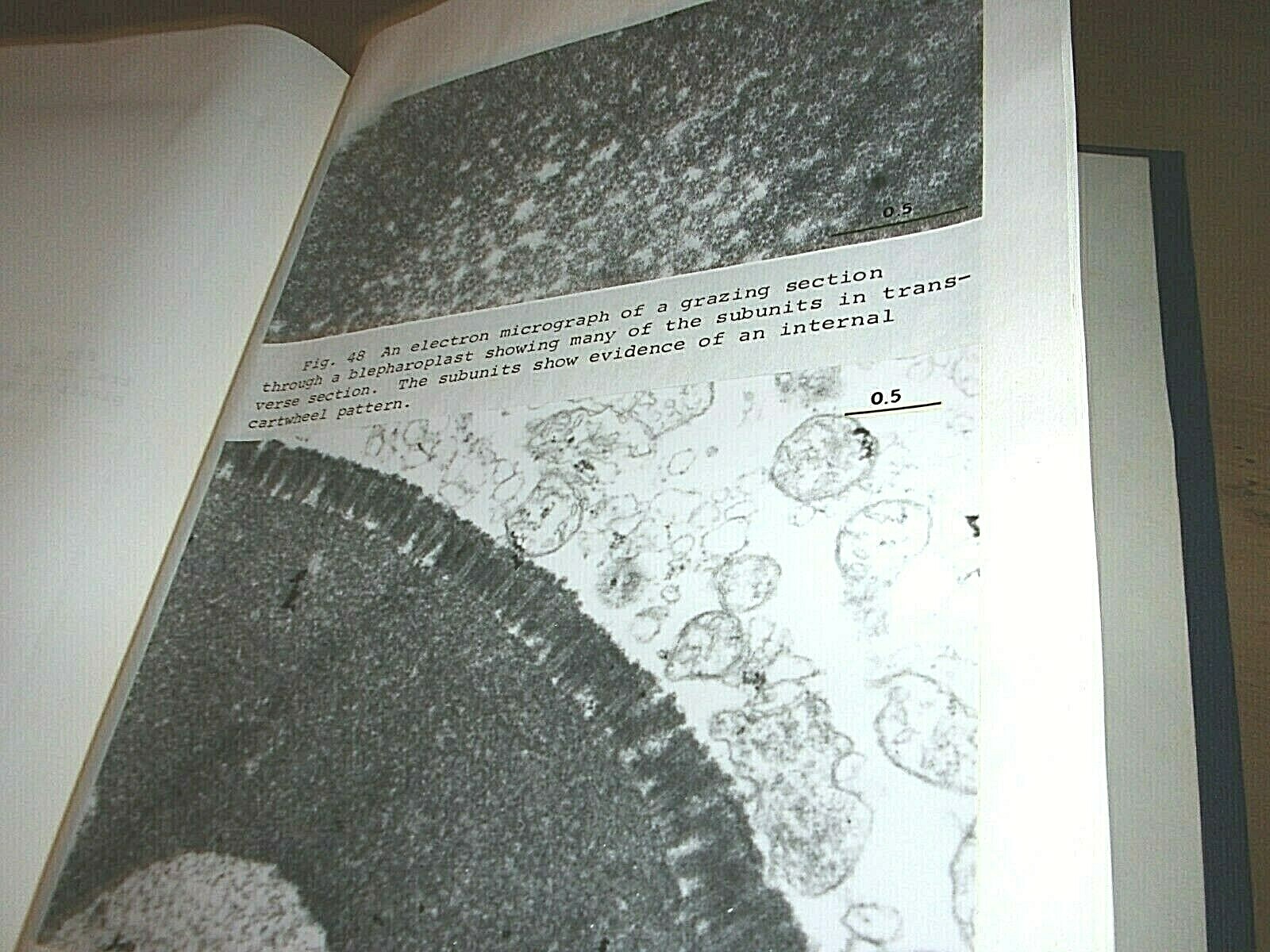 Picture 4 of 11