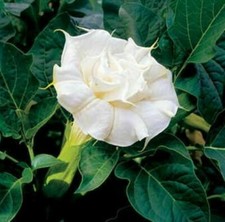 DATURA METEL - DOUBLE WHITE - 8 SEEDS