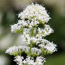 Centranthus ruber White - Valerian Seeds