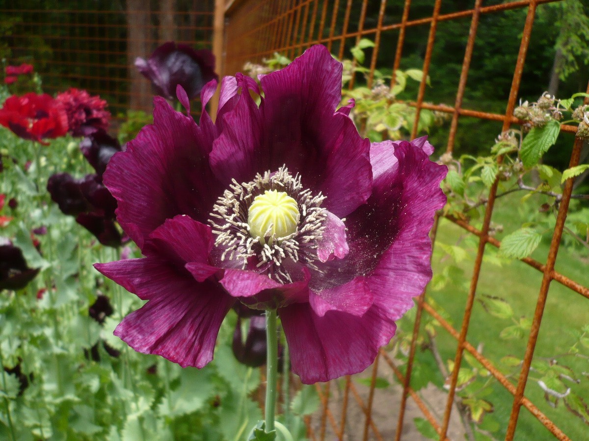 AFGHAN WHITE 'PANJSHIR 'papaver somniferum poppy £3.75 - PicClick UK