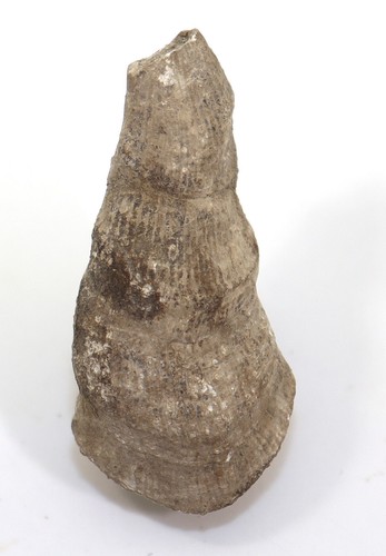 Brachiopode, Uncites gryphus, Devon, Bergisch Gladbach, Paffrath, Repubblica Federale Tedesca - f937 - Foto 6 di 7