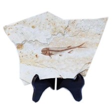 Fish Fossil Real from Western Liaoning China 150 Million Years Ago Lycoptera