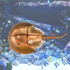  High Simulation Horseshoe Crab Animal Model Marine Organism Decoration for