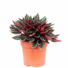 Zwergpfeffer Smit Rosso - Peperomia - Höhe c...