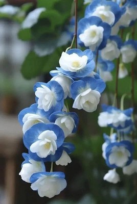 Imported Weeping begonia flower bulbs | blue with white color | pack of 4 bulbs