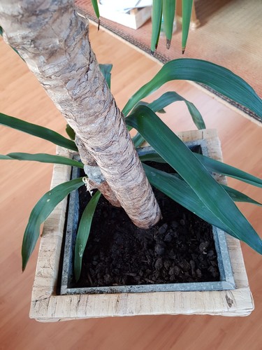 Yucca-Palme XXL im Übertopf - Bild 7 von 11