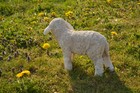 Bild 6 von 8