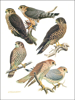 1968 Vintage Print Merlin Pigeon Hawk Hawks Bird Birds Art Home Decor