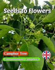 CAMPHOR TREE - CINNAMOMUM CAMPHORA - EVERGREEN - MEDICINAL -