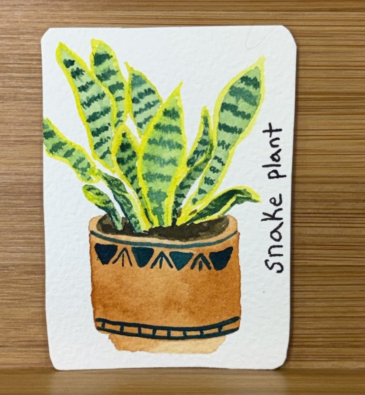 Original ACEO Snake Plant Watercolor Painting OOAK Houseplant Mini Art