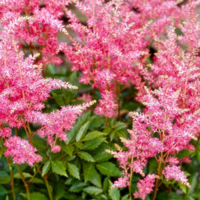 Astilbe Raspberry Astilbe 'Raspberry' Perennial Plant 1 x 2L Pot | eBay UK