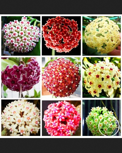Heart Shaped Hoya Kerrii Seeds Potted Flowers Bonsai Plants Interesting For Sale Online Ebay