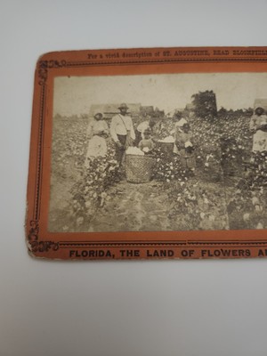 1870s Stereoview of BLACK WORKERS Picking COTTON St. Augustine FL Bloomfield