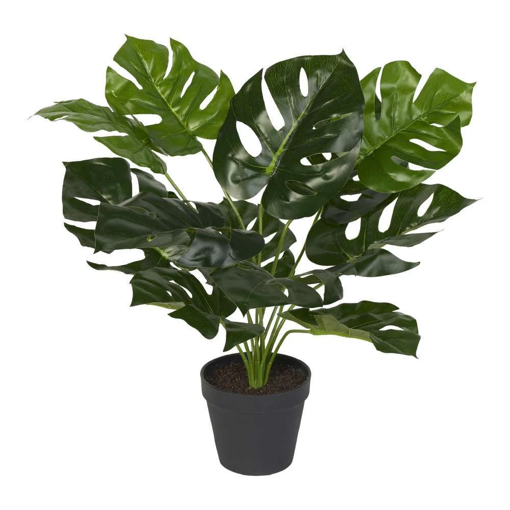 Plant spotlight online