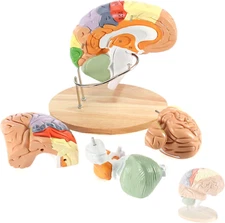 Human Brain Model 2 Times Life Size for Neuroscience Teaching with Labels Anatom