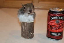 New Taxidermy Shoulder Mount Squirrel Novelty Whitetail Deer Log Cabin Decor