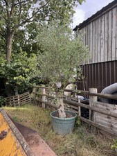 Large olive tree 150l Pot 9ft high