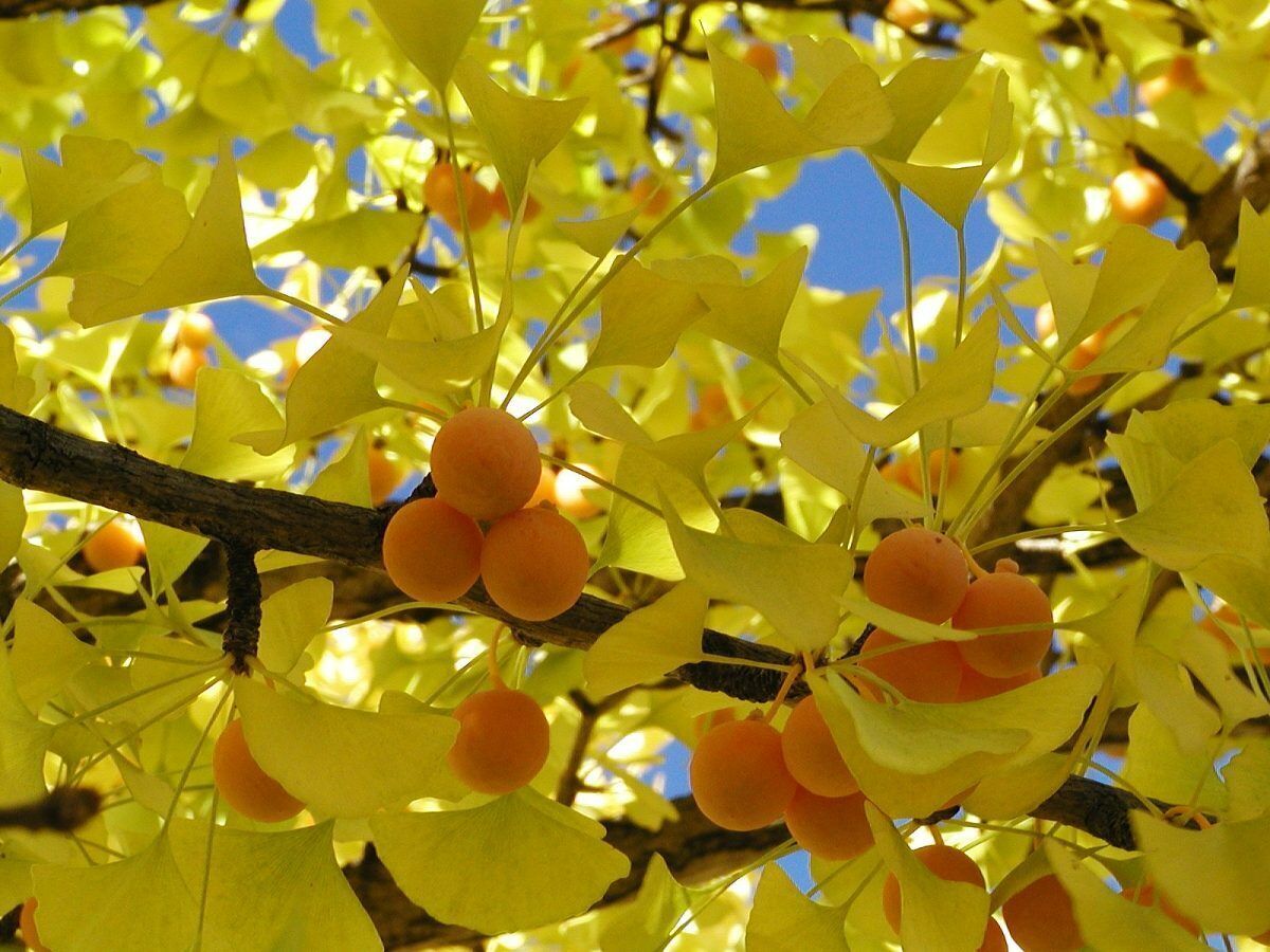 5+ Ginkgo Biloba Seeds Maidenhair Tree Plant Landscape