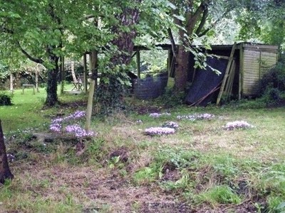 Foto A2 Blumenteppich Erlestoke Viele Alpenveilchen sind vom Pat zu sehen c2016