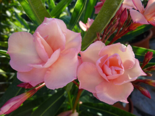 3 Oleander Stecklinge - Mrs Roeding / Rose du Ventoux - Bild 2 von 3