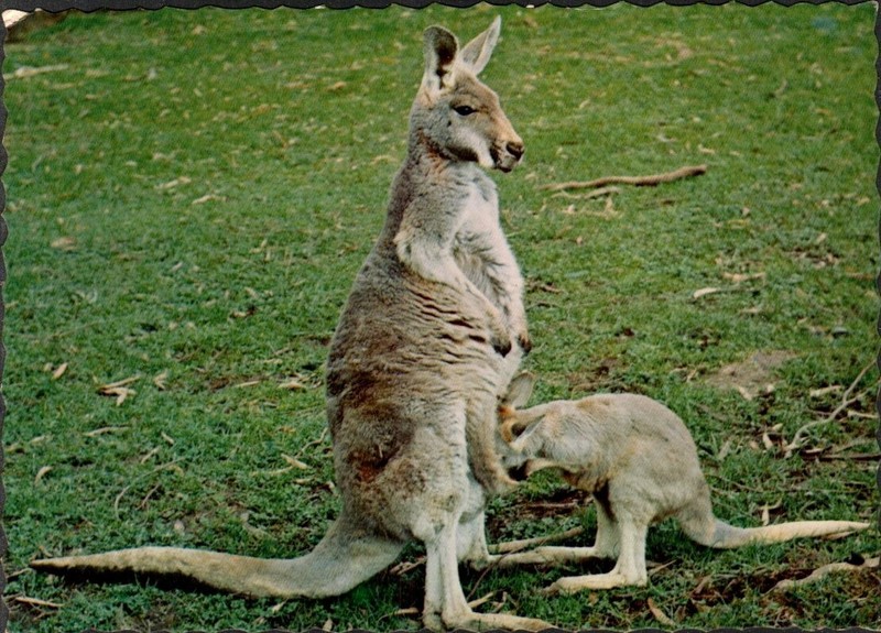 NICE VINTAGE PHOTO POSTCARD - AUSTRALIAN KANGAROOS