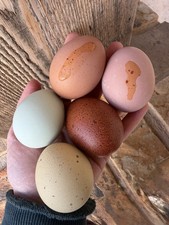 Rainbow Hatching Eggs