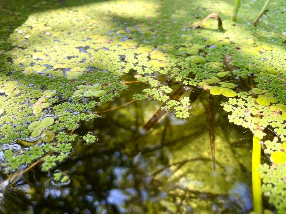 🧑🏻🌾🌿50 g Lentille d'eau & Azolla | Bocal 350 ml | 🐌 5 escargots OFFERTS 🎁 - Photo 3/4