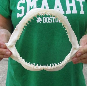 8" Blacktip Shark Jaw, Shark Teeth, Sharks #52111