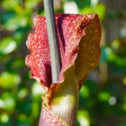 Amorphophallus krausei, Krause's Voodoo Lily, Devil's Tongue Se eds
