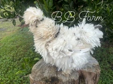 6 RARE Satin frizzle  Silkie Hatching Eggs!