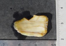 Petrified Wood   Lapidary Slab                    T972