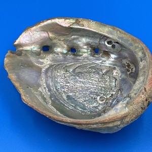 Vintage Large Red Abalone Shell 8” X 6-1/2”