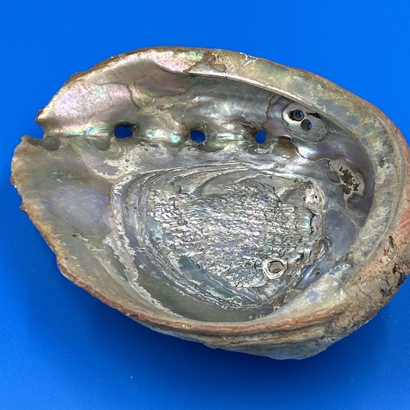 Vintage Large Red Abalone Shell 8” X 6-1/2”