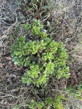 Healthy lush green Crassula Ovata Jade Plant cluster, Rooted 18  tall with roots
