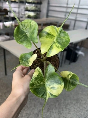 #ad Alocasia Stingray Aurea Corm $79.99
