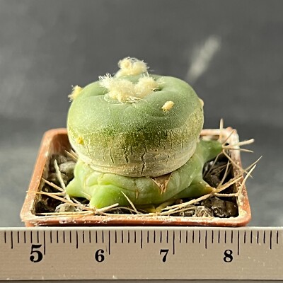 A7-1057. Cactus... alberto-vojtechii VM 965 (Grafted)