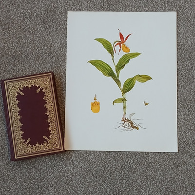 Vintage 1979 Yellow Lady Slipper Flower Botanical Flora Book Art Print 12x15''