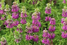 500 LEMON MINT SEEDS | 2026 SALE FREE SHIPPING NON GMO