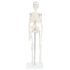 Human Skeleton Model, 19" Desktop Skeleton Has Movable Arms & Legs Display Stand