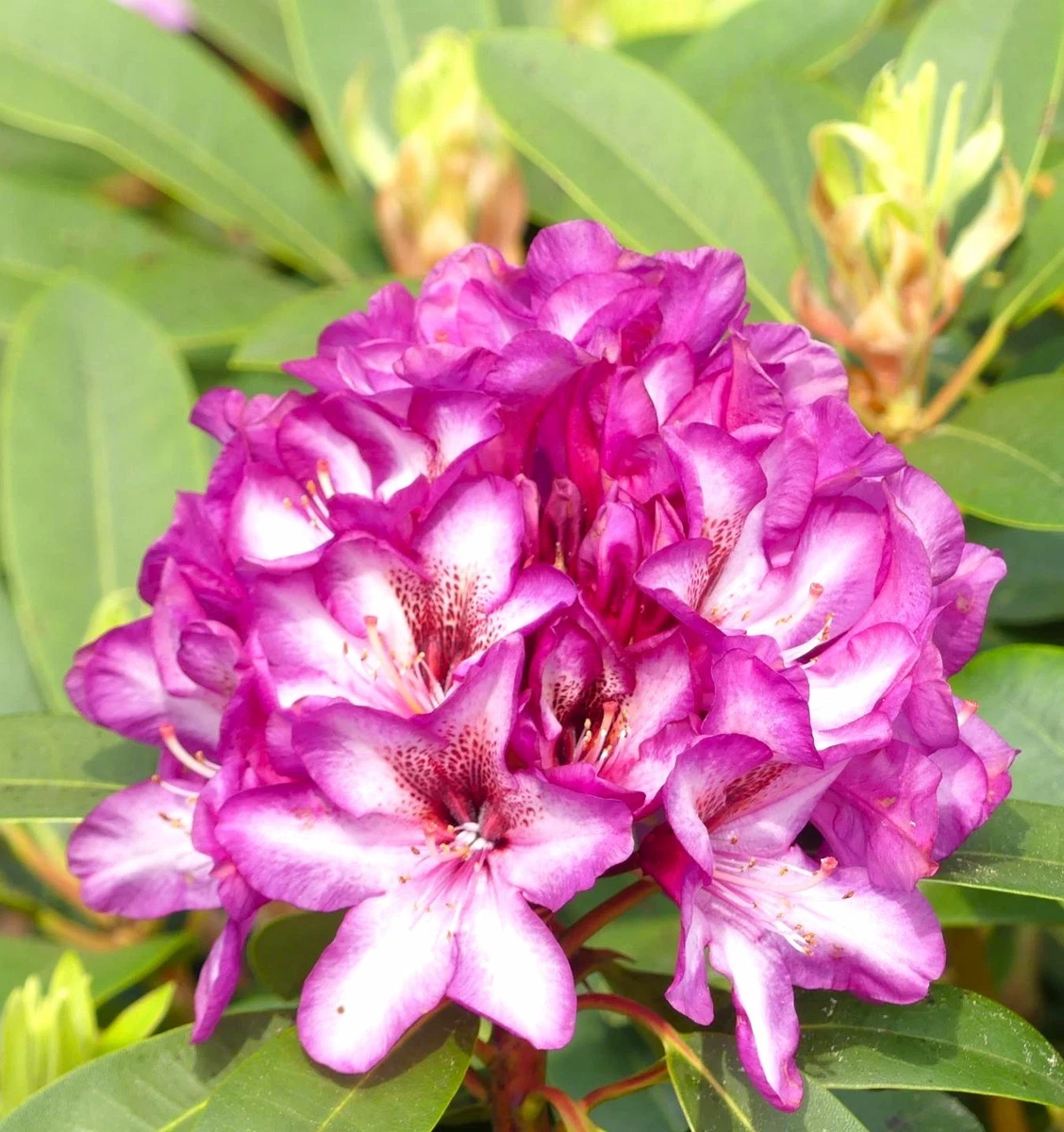 Immergrne Rhododendron Pflanzen, Strucher & Hecken online kaufen | eBay.de