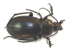COLEOPTERA, CARABIDAE, CARABUS EROSUS from KAZAKHSTAN