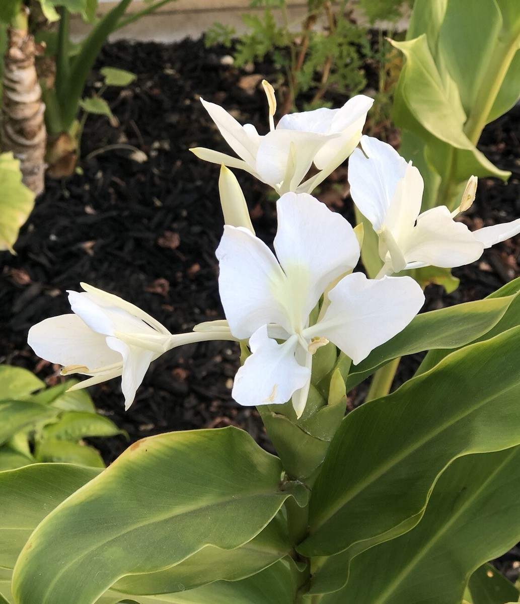 Columbia ニュープロセスレコード 白楊の葉 White Butterfly Ginger Rhizome Bulbs Fresh Tubers (2) Hawaiian