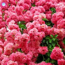 20 SEEDS for Light Baby Pink CHERRY TREE rare blossom flower exotic USA Seller