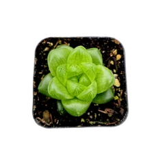 Haworthia Obtusa Hybrid Succulent Plant
