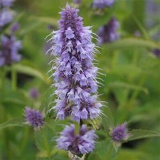 AGASTACHE BLUE FORTUNE PERENNIAL PLANT VIOLET BLUE FLOWERS GIANT HYSSOP
